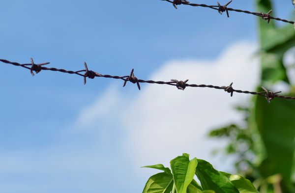 Garden Fencing Service in Alexandria
