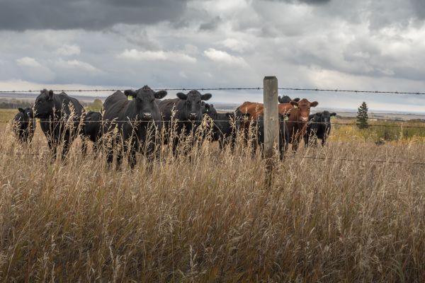 Livestock Fencing Service in Alexandria