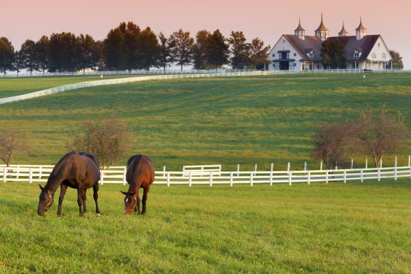 Horse Fencing Installation