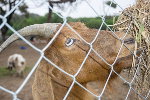Goat Fence Installation in Alexandria