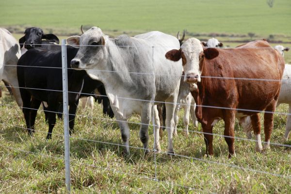 Livestock Fencing Installation in Alexandria