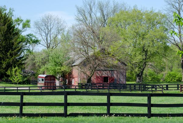 Horse Paddock Repair in Alexandria