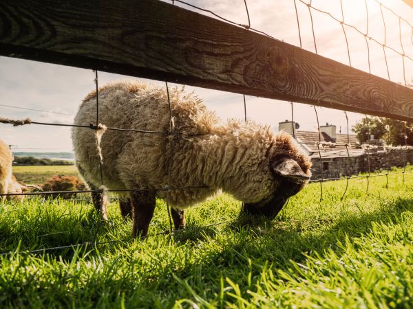 Sheep Fence Installation in Alexandria