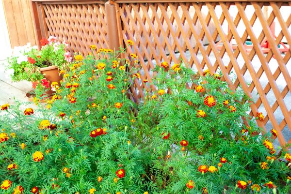 Lattice Fence Installation in Alexandria