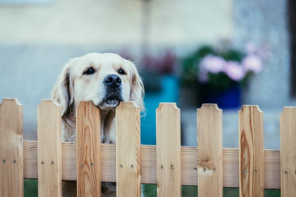 Wooden Dog Fence Installation in Alexandria