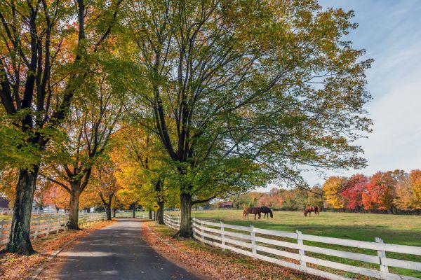 Horse Fence Replacement in Alexandria